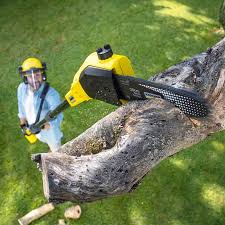 Best Hazardous Tree Removal  in USA